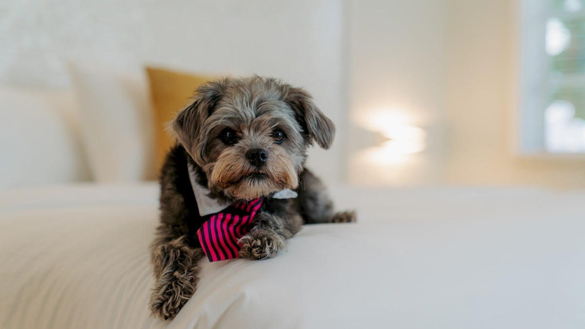 A small dog wearing a striped bow tie lies on a white bed with a yellow cushion in the background, in a well-lit room.