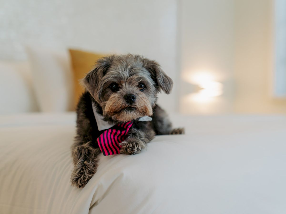 A small dog wearing a striped bow tie lies on a white bed with a yellow cushion in the background, in a well-lit room.
