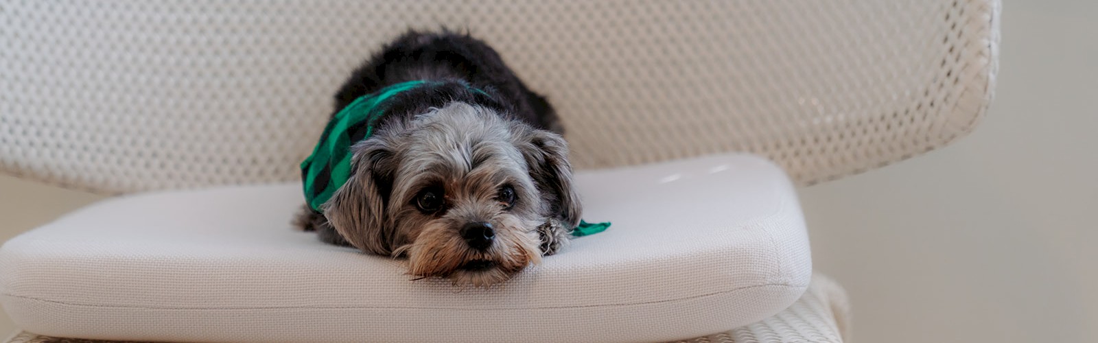 A small dog wearing a green bandana is lying down on a white woven chair, looking directly at the camera.