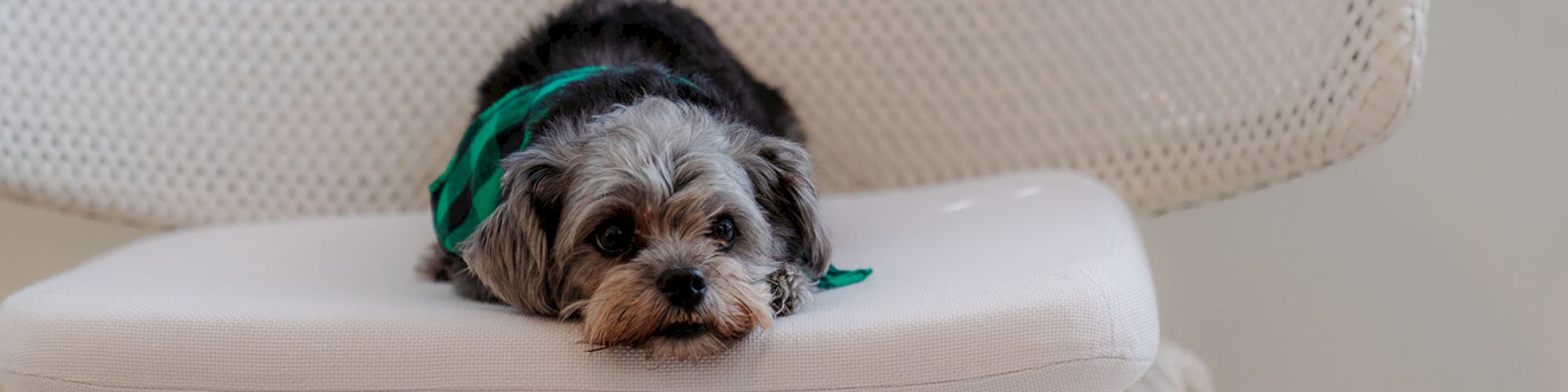 A small dog wearing a green bandana is lying down on a white woven chair, looking directly at the camera.