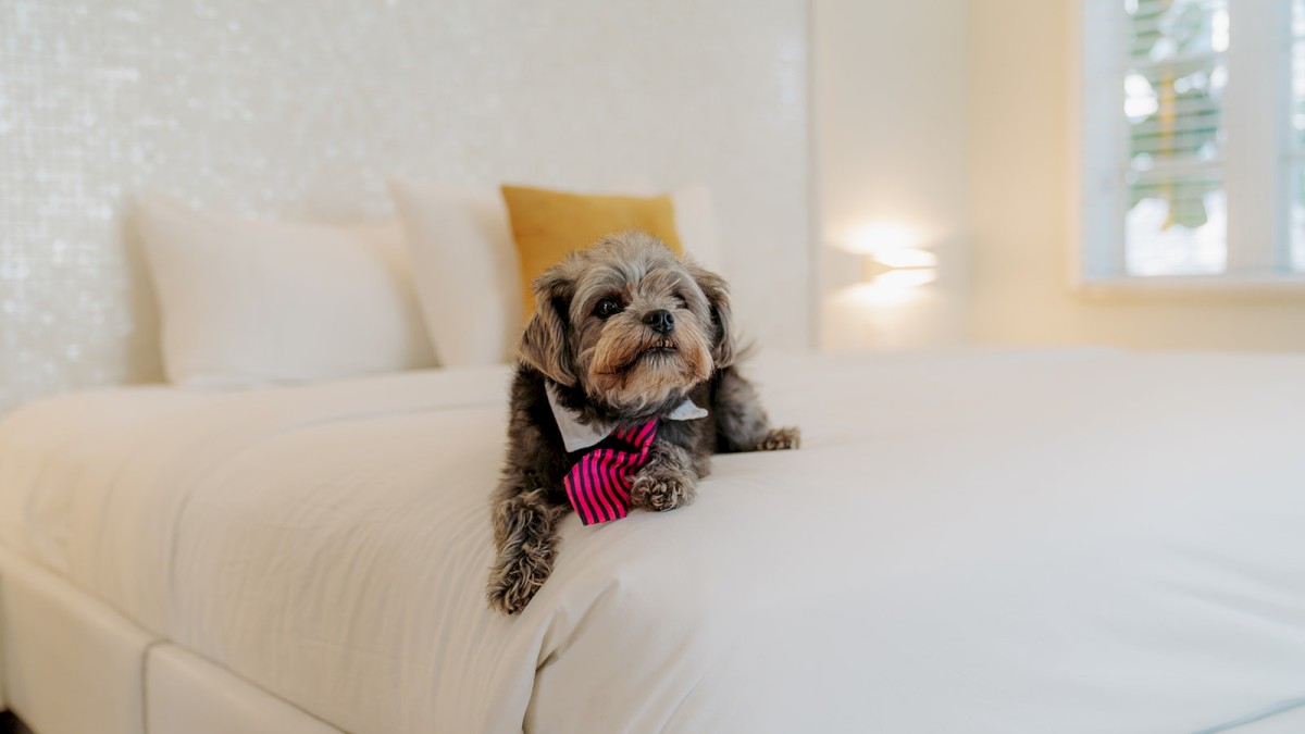 A small dog wearing a bow tie lies on a neatly made bed in a well-lit bedroom with white walls and a window.