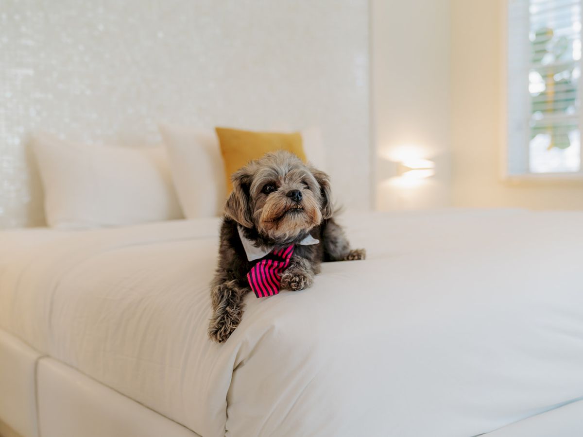 A small dog wearing a bow tie lies on a neatly made bed in a well-lit bedroom with white walls and a window.