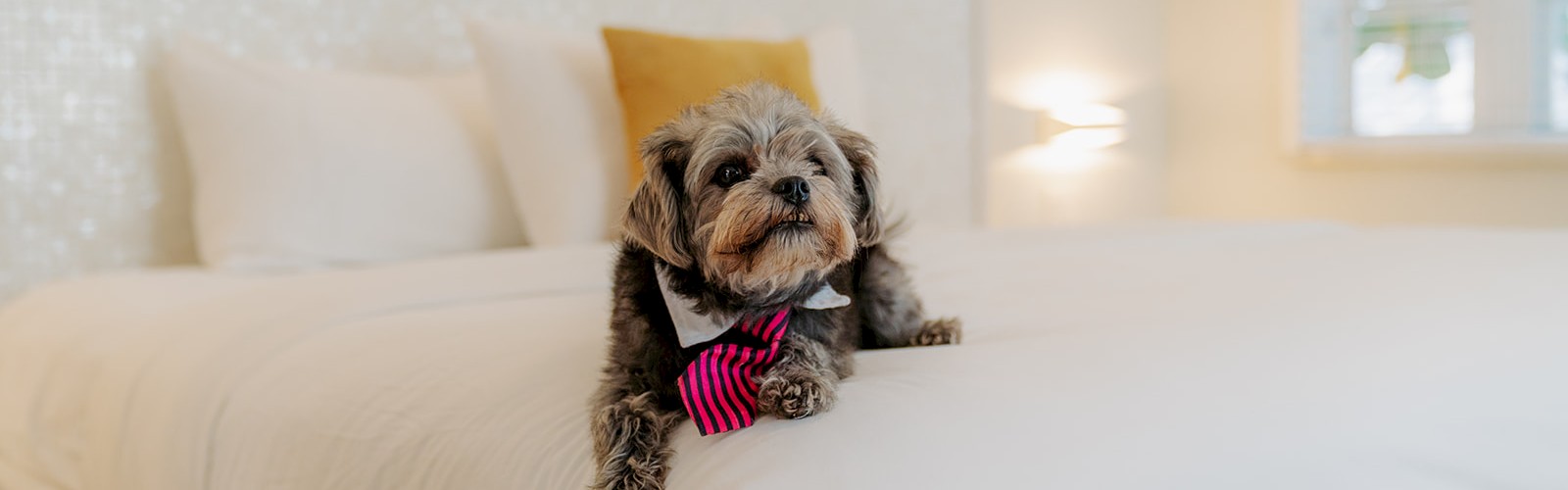A small dog wearing a red bow tie is lying on a neatly made bed with white linens in a bright, well-lit room.